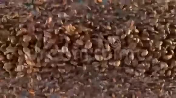 咖啡豆流动过渡与面膜隔离视频的预览图