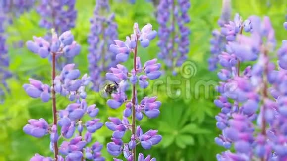 薰衣草花丛中的蜜蜂视频的预览图