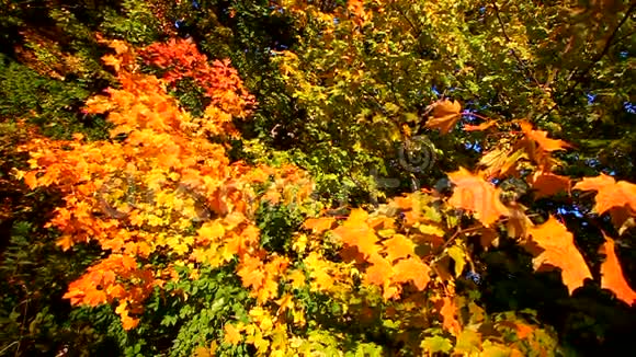 微风中的秋叶视频的预览图