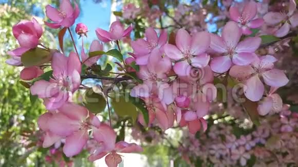 春天背景艺术与粉红苹果树花美丽的自然场景绽放的树和太阳耀斑蓝天背景视频的预览图