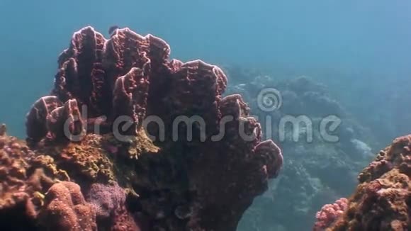 菲律宾野生动物海洋中的黄珊瑚视频的预览图