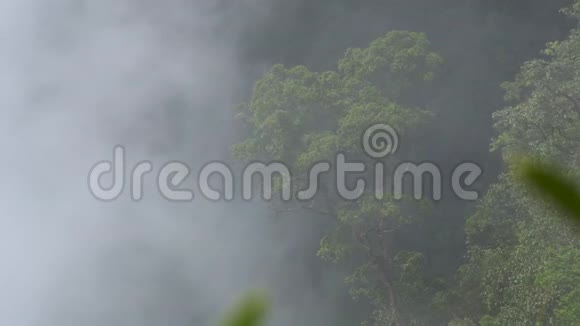 茂密的森林雾和烟雾在山间流动视频的预览图