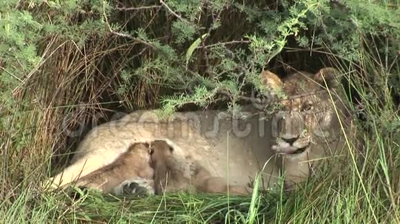 非洲热带草原肯尼亚野生小狮子吃母奶哺乳动物视频的预览图