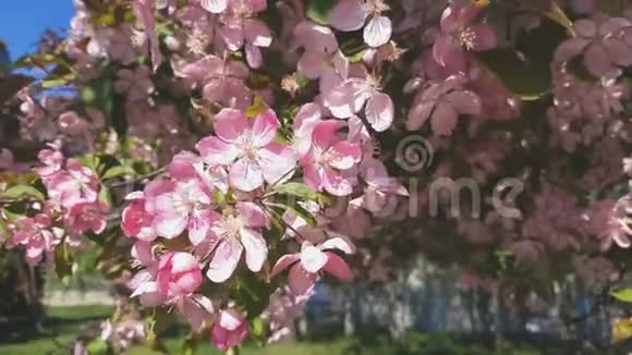 春天背景艺术与粉红苹果树花美丽的自然场景绽放的树和太阳耀斑蓝天背景视频的预览图