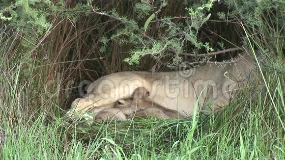 非洲热带草原肯尼亚野生小狮子吃母奶哺乳动物视频的预览图