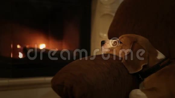 可爱的壁炉旁的扶手椅上放着一只放松的小猎犬视频的预览图