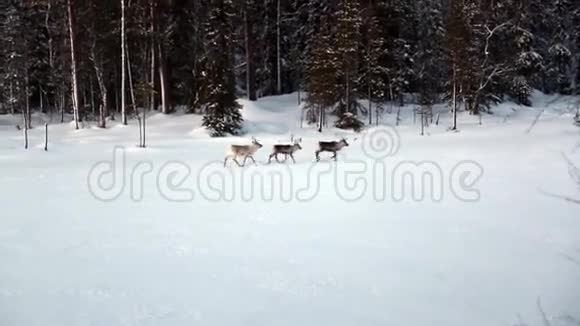 三只驯鹿跑过冰冻的湖视频的预览图