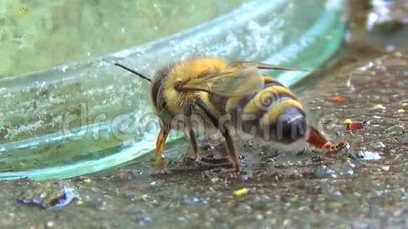 靠近蜜蜂吸水视频的预览图