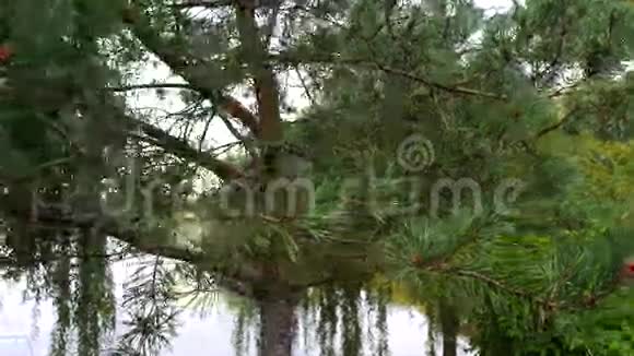 湖背景上的松树雨全景视频的预览图
