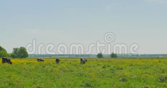 奶牛在绿色的草地上放牧视频的预览图