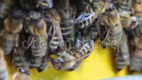很多蜜蜂把蜂蜜带到蜂巢里视频的预览图