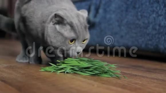 年轻的灰猫在家里吃草视频的预览图