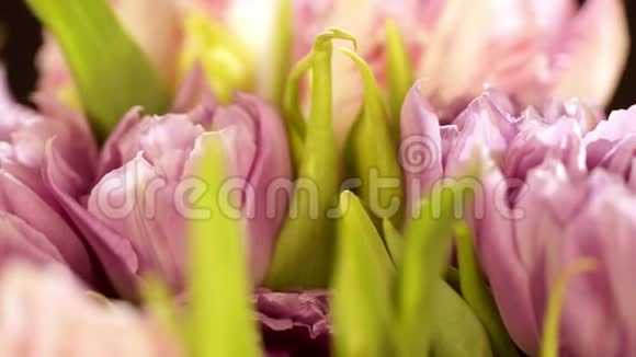 黑色背景上的一束粉红色郁金香一束美丽的花束由黑色背景上卷曲的粉红色郁金香视频的预览图