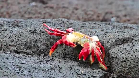 萨莉轻脚蟹GrapsusGrappsus在厄瓜多尔加拉帕戈斯国家公园中国帽子岛蜕皮视频的预览图