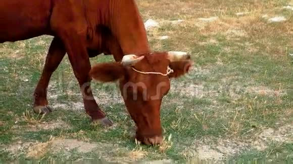 奶牛在干燥的沙漠草地上放牧视频的预览图