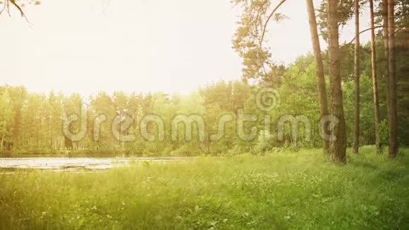 在一个有阳光的森林湖边视频的预览图