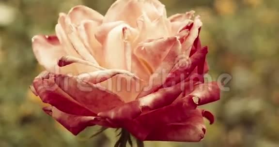 秋天的花园里红艳艳的玫瑰威尔汀罗斯悲伤的堕落情绪老式低饱和颜色一组飞机视频的预览图