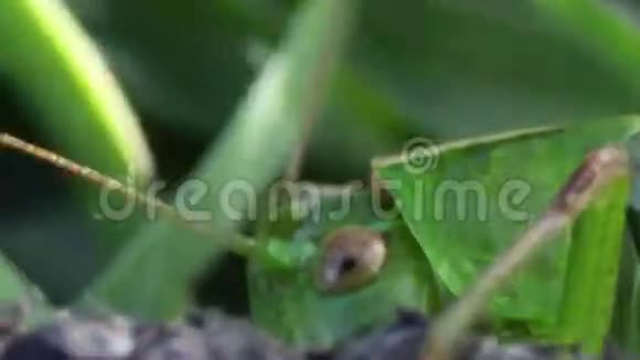 绿草中的蚂蚱视频的预览图