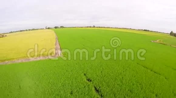 泰国稻田和黄色稻田的空中景观视频的预览图