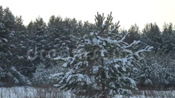 冬季森林冬天的森林树木覆盖着雪冬天森林里的圣诞树很近视频的预览图