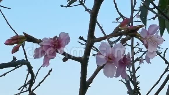 蜜蜂降落在樱花上视频的预览图