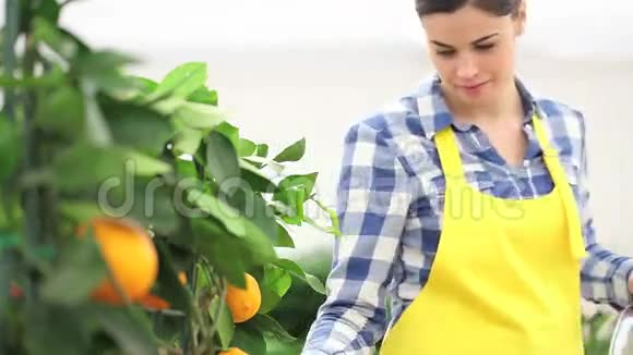 园艺概念女人的手触摸橘子视频的预览图