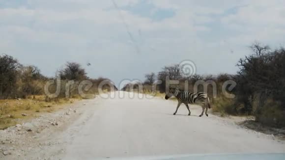 斑马穿越尘土飞扬的非洲国家公园视频的预览图