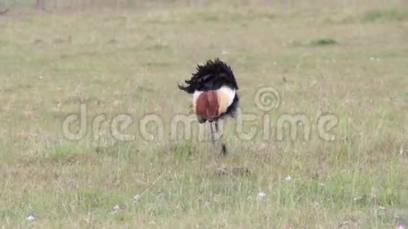 冠鹤吃草视频的预览图