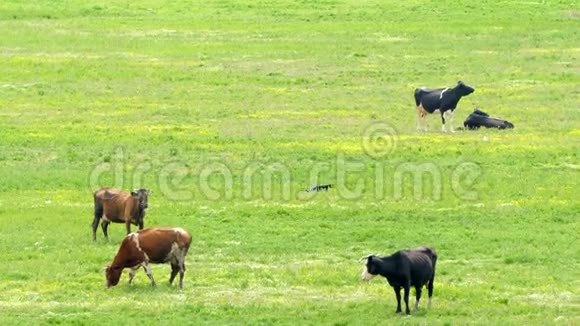 几只奶牛在牧场上吃草视频的预览图
