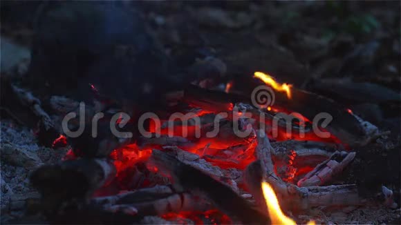 在营地的森林地板上燃烧和发光视频的预览图