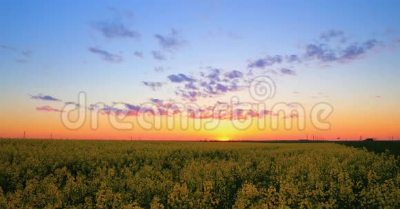 太阳照耀在日落的日出越过春天的地平线油菜油籽田草你的花视频的预览图