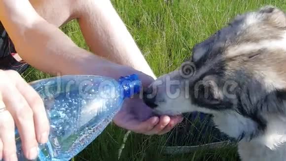 这条狗从人类的手中喝水视频的预览图