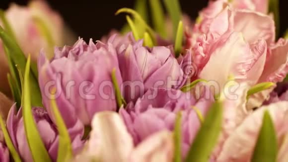 黑色背景上卷曲的粉红色郁金香的一束美丽的花束鲜花就在眼前宏观的淡粉色郁金香视频的预览图