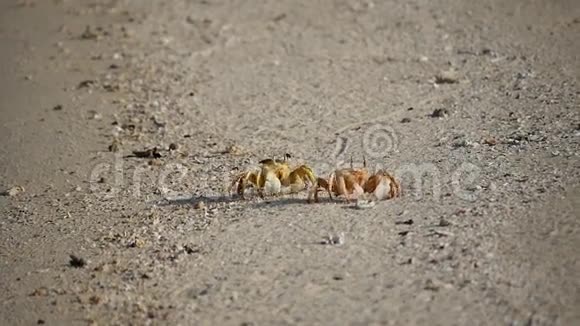 两只螃蟹在埃及沙滩上奔跑视频的预览图