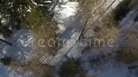 空中无人驾驶飞机在白雪皑皑的森林树林中飞行户外山地冬季雪视频的预览图