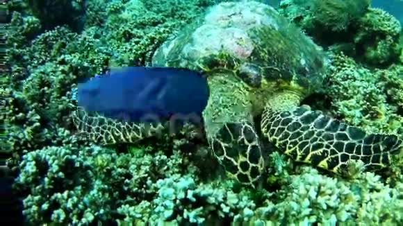 潜水马尔代夫海龟视频的预览图
