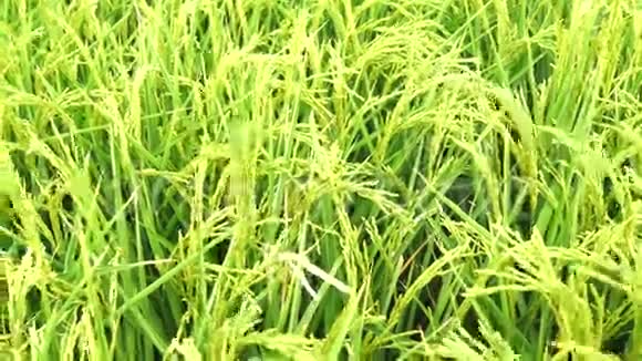 西班牙瓜达尔基维尔沼泽地未成熟水稻种植区4K视频的预览图