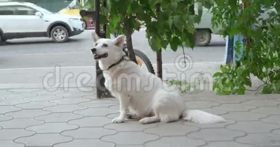 老白狗在街上等着马视频的预览图
