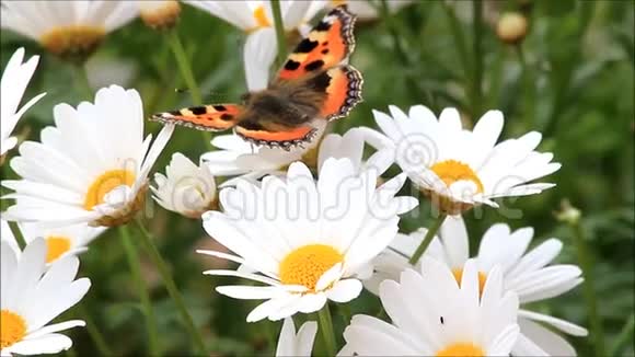 雏菊花上的蝴蝶小龟壳视频的预览图