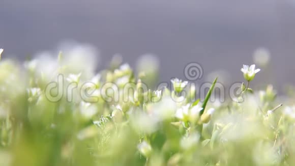 白花花的田野夏季或春季草甸视频的预览图