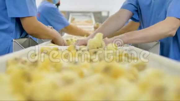 家禽工人在工厂分拣小鸡农业工业视频的预览图