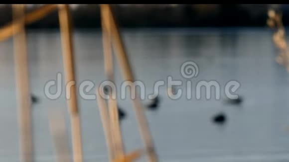 在贝米吉的一个湖上游泳的普通的伦加维亚伊默米内塔州鸟类视频的预览图