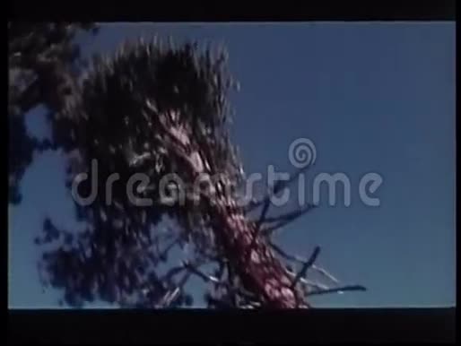 伐木工人在森林里砍伐树木视频的预览图