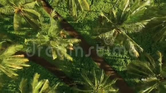 在棕榈树之间骑自行车的女孩的高空俯视视频的预览图