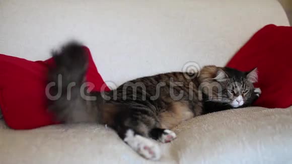 沙发上可爱的睡猫视频的预览图