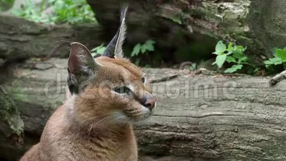 沙漠猫卡拉卡尔或非洲长毛丛生的耳朵视频的预览图