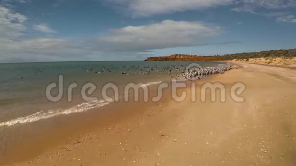 海岸线和海滩上的鸟海视频的预览图