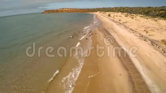 海岸线和海滩上的鸟海视频的预览图