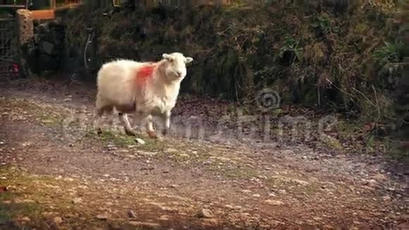 羊在农场路上走过视频的预览图