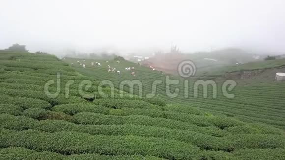 台湾阿里山地区采集乌龙茶叶种植园鸟瞰图视频的预览图
